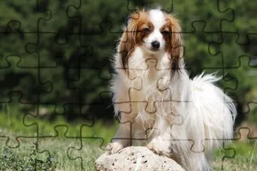 Epagneul nano continentale jigsaw puzzle