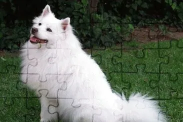 Eschimese americano jigsaw puzzle