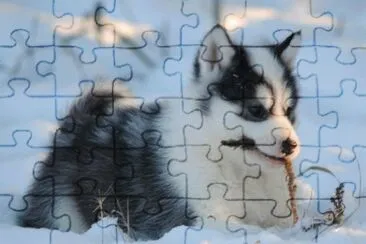 Eschimese italiano jigsaw puzzle