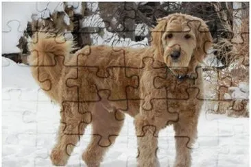 Goldendoodle jigsaw puzzle