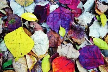 פאזל של Fallen leaves