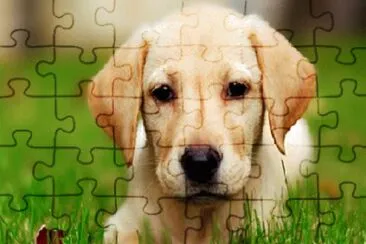 ANIMALES