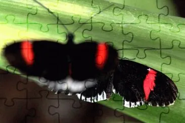 u4 jigsaw puzzle