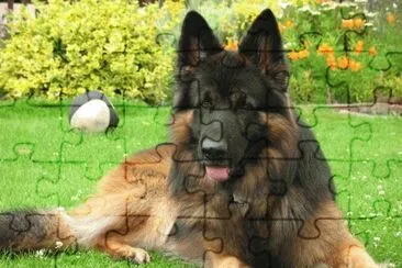 Pastore tedesco jigsaw puzzle