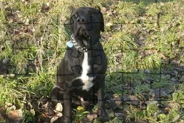 פאזל של Bandog