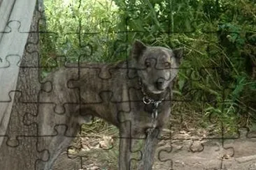 Dogo sardo jigsaw puzzle