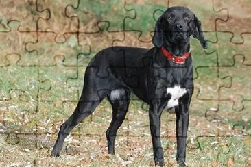 Plott hound