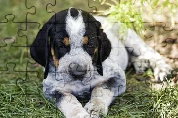 Bluetck coohound