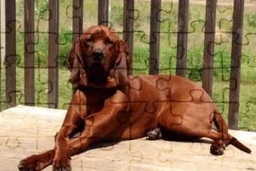 Redbone coonhound