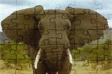 elefante africano