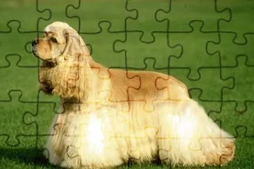 Cocker spaniel americano jigsaw puzzle