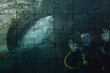 Sidney - sharks jigsaw puzzle