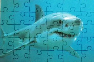 shark jigsaw puzzle