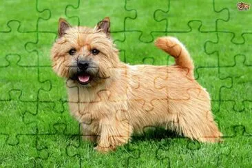 Terrier norwich jigsaw puzzle