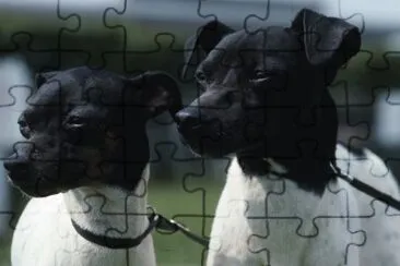 Terrier giapponese jigsaw puzzle