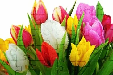 tulip jigsaw puzzle