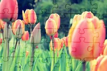 tulip jigsaw puzzle