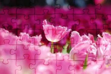 flowers jigsaw puzzle