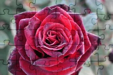rose jigsaw puzzle
