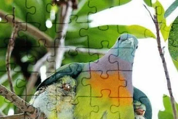 bird jigsaw puzzle