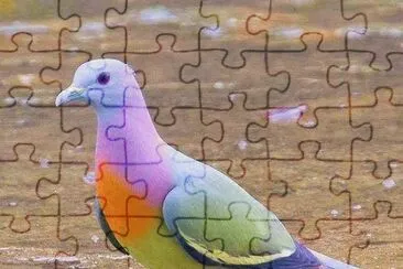 bird jigsaw puzzle