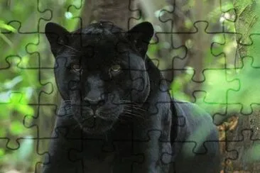 Panther
