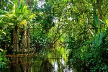 selva amazonica