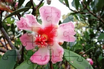 NATURALEZA jigsaw puzzle