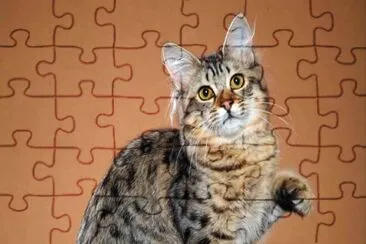 Bobtail americano