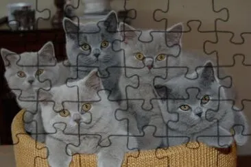 British shortair jigsaw puzzle