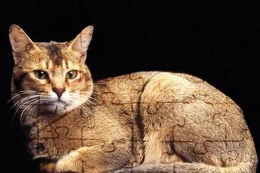 Ceylon jigsaw puzzle