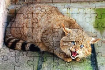 Cinese del deserto jigsaw puzzle