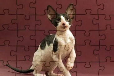 Cornish rex jigsaw puzzle