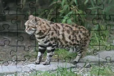 Dai piedi neri jigsaw puzzle