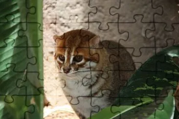 Dalla testa piatta jigsaw puzzle