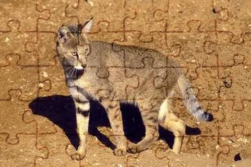 Della giungla jigsaw puzzle
