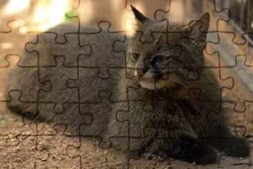 Delle pampas jigsaw puzzle