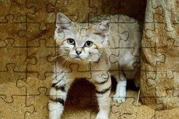 Della sabbia jigsaw puzzle