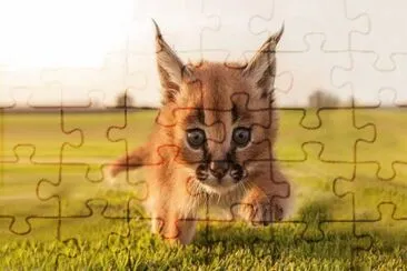 Lince del deserto jigsaw puzzle