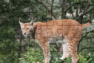 Lince domestica jigsaw puzzle
