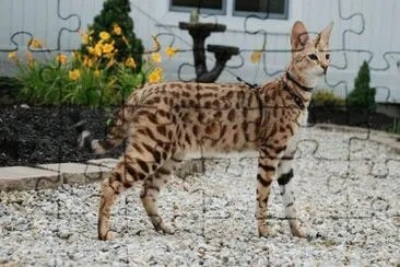 Savannah