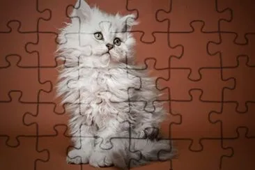 Selkirk rex