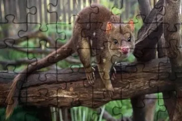 Selvatico australiano jigsaw puzzle