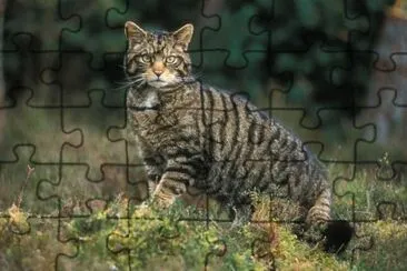 Selvatico scozzese jigsaw puzzle