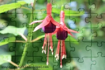 Flores jigsaw puzzle