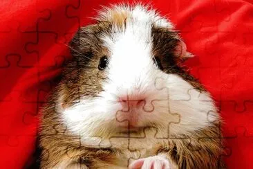 hamster jigsaw puzzle