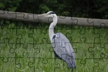 Airone cenerino jigsaw puzzle