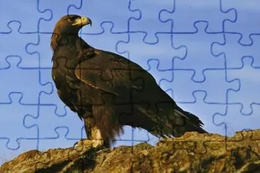 Aquila reale