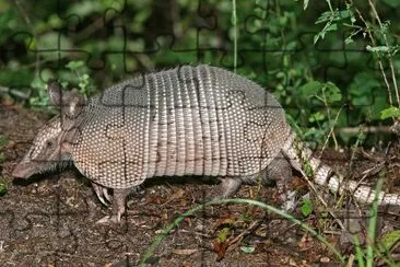 Armadillo