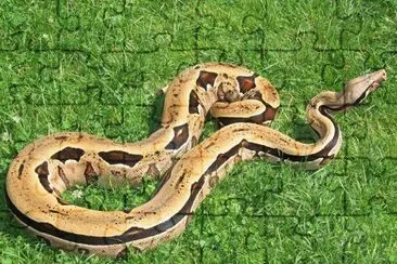 Boa